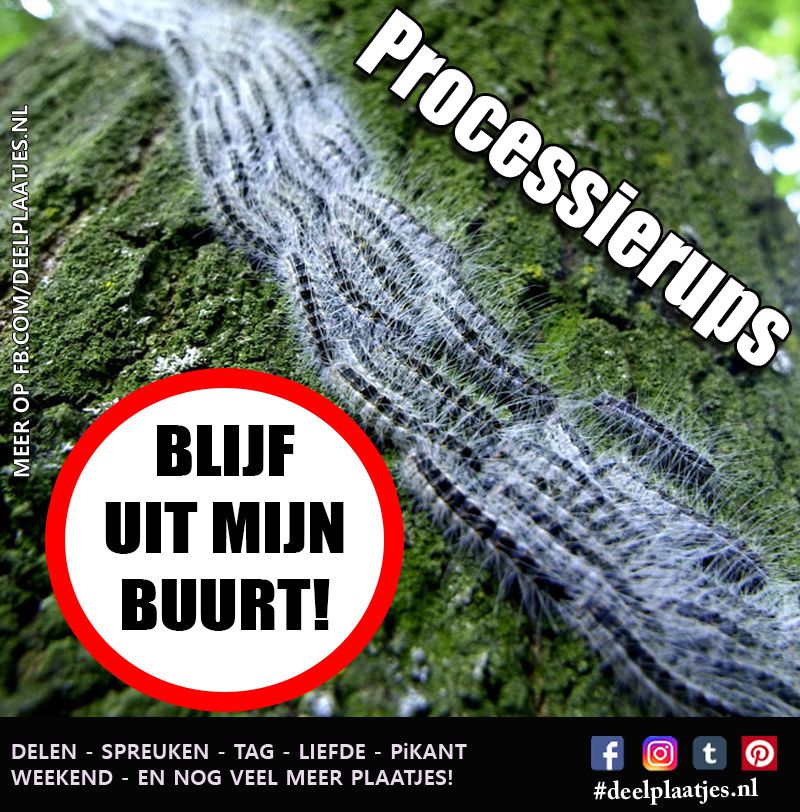 Processierups