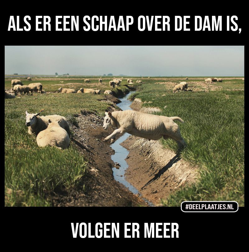 Schaap over de dam
