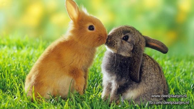 Dieren 25