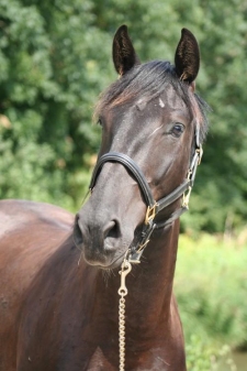 paard denkt iets