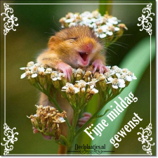 Fijne middag gewenst 5