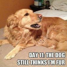 hond en poes