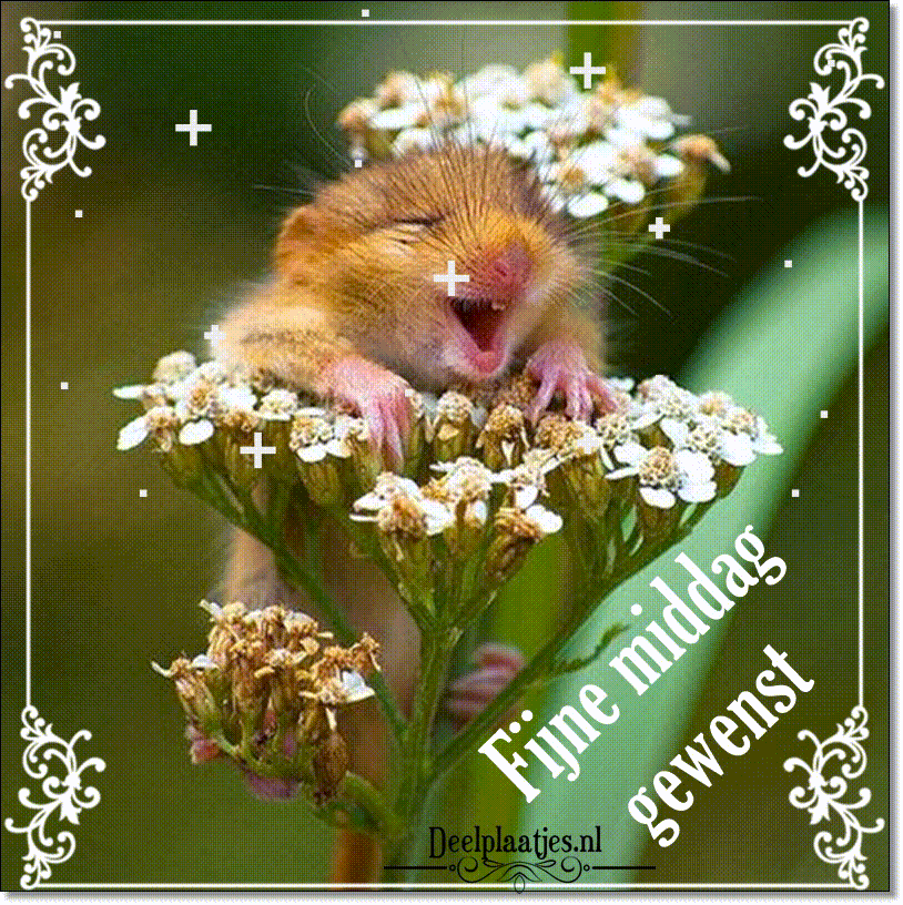 Fijne middag gewenst 5 vrolijke groet